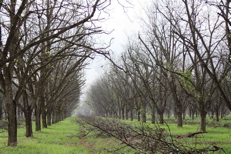 Royalty Pecan Farms Just Outside Of Bryancollege Station Hedging The