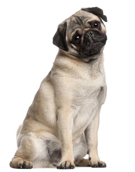 Pug dog stock image. Image of chinese, mammal, animals - 16816017