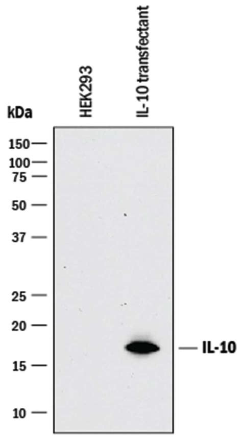 Human IL 10 Antibody R D Systems 100μg Unlabeled Antibodies