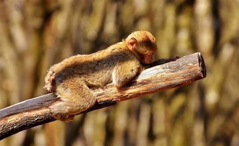 Barbary Macaque Threatend Species Free Photo On Pixabay Pixabay