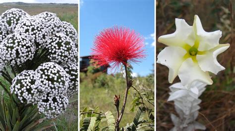 Plantas Nativas Do Cerrado Brasileiro Mais Incr Veis E Curiosas