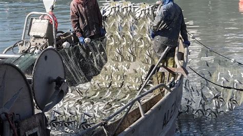 Amazing Big Catch Fish Herring With Traditional Fishing Nets Catch