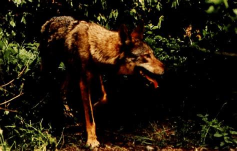 Red Wolf Population Close To Extinction – JONATHAN TURLEY