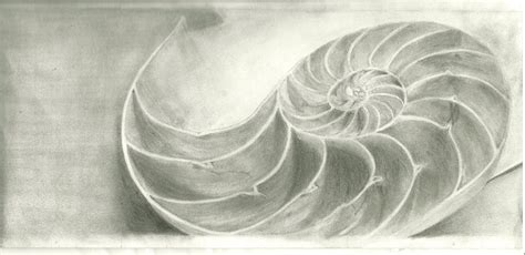 Nautilus Shell Drawing at GetDrawings | Free download