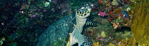 Hawksbill Turtle | FaunaFocus