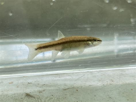 Western Blacknose Dace From Walhonding Oh Us On June At