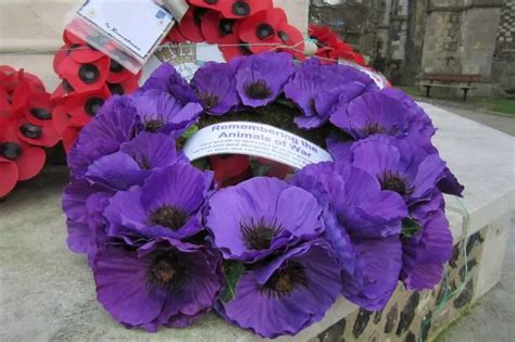 Purple Poppies