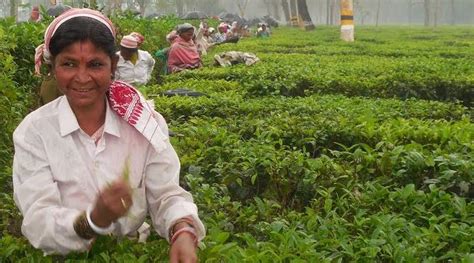 Assam Industry Hails 5 Gst On Tea Exemption On Green Leaf Business News The Indian Express