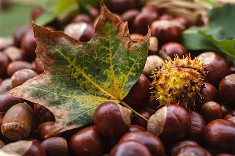 Foto Gratis Ghianda Autunno Marrone Castagne Nutrizione Maturo