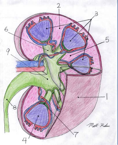 Urogenital System Flashcards Quizlet