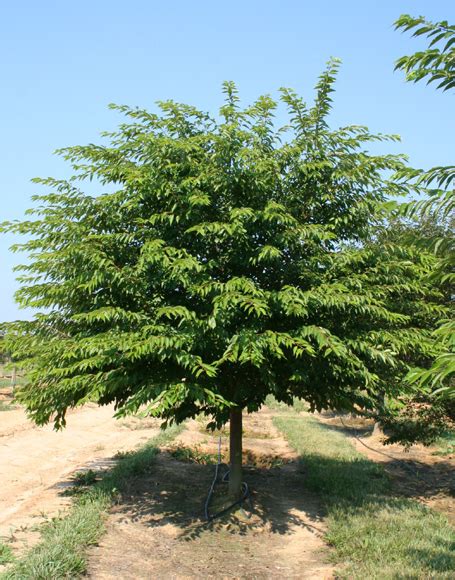 Prunus X Yedoensis ‘akebono Moon Nurseries