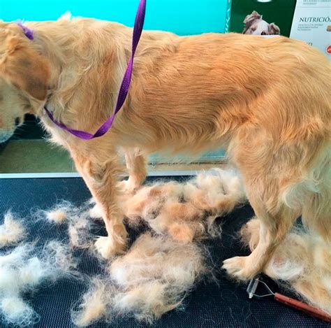 Puedes Cortarle El Pelo A Un Golden Retriever