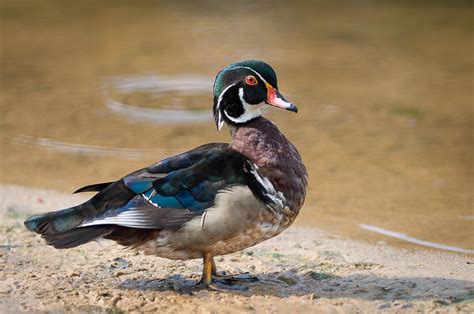 Stunning Wood Ducks Wp3 Photography