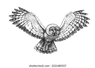 Flying Owl Drawings