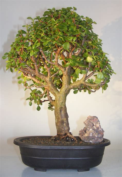 Baby Jade Bonsai Tree Portulacaria Afra