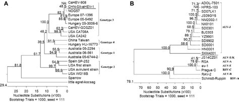 Phylogenetic Trees Constructed Via The Neighbor Joining Method Using