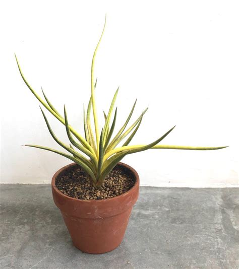 Sansevieria Gracilis Variegata Furniture Home Living Gardening