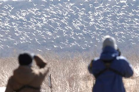 Middle Creek's snow geese numbers are declining. What's to blame?