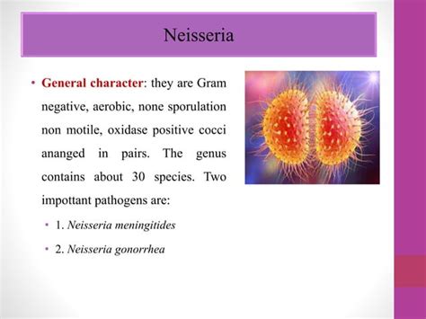 Lecture Corynebacterium Diphtheria Ppt