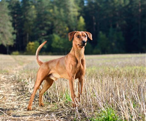 Pinscher Allemand Histoire Caractéristiques éducation Et Coût