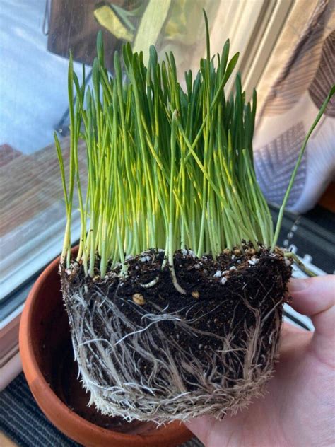 How To Grow Cat Grass Indoors Ultimate Beginners Guide Happy Cat