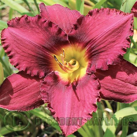 Hurricane Sky Decadent Daylilies Australia