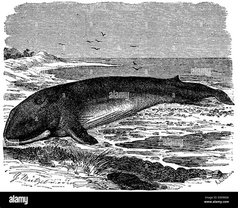 fin whale Stock Photo - Alamy