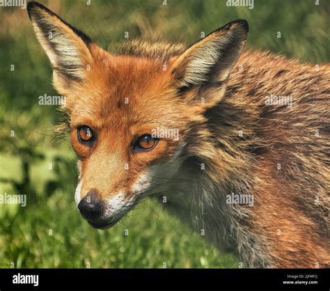 Red fox with winter coat Stock Photo - Alamy