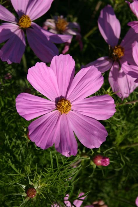 Silver Falls Seed Company Cosmos Bipinnatus Dwarf Pink