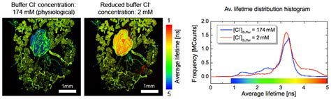 Fluorescence Lifetime Imaging Flim Picoquant