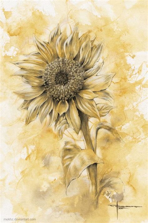 Sunflower By Mekhz On Deviantart Sunflower Art Watercolor Paintings