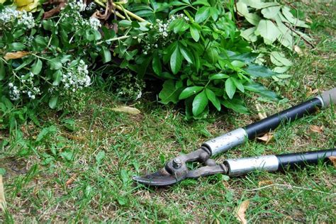 Types Of Garden Loppers - Learn How To Use Loppers In The Garden