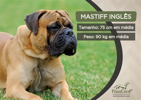 10 raças de Cachorros Grandes e Gigantes Pet Fisio