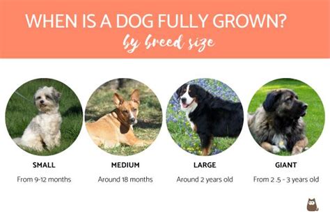 When Is A Dog Fully Grown Puppy Growth Stages