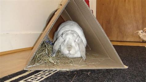 Indoor Housing Page Rabbits United Forum In Pet Bunny