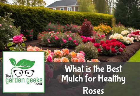 What Is The Best Mulch For Healthy Roses