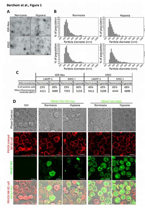 Characterization Of Normoxic And Hypoxic Tumor Derived Microvesicles