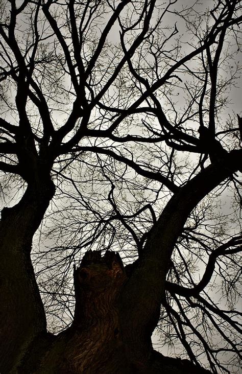 Tree veins Photograph by Inna Zolenko - Fine Art America