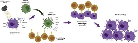 cytotoxic effects  nir pit induced   activation   host