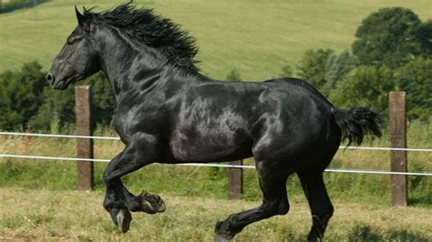 Cavalos Da Raça Percheron - Raça percheron tem origem francesa e é conhecida no mundo todo