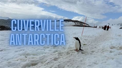 Cuverville Island Antarctica On Viking Octantis Lots Of Gentoo