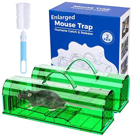 Best Live Trap For Rats In 2024