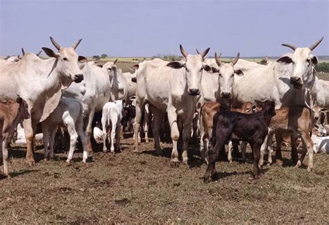 Mercado Do Sebo Bovino Tem Baixa Movimenta O Canal Rural