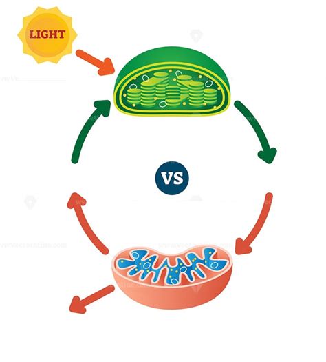 Photosynthesis & Cellular Respiration Label Cycle Diagram | Quizlet