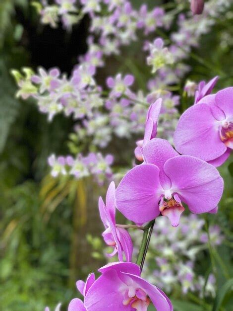 Premium Photo | Phalaenopsis aphrodite