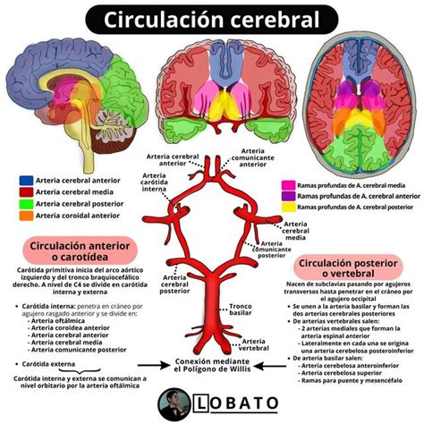 Circulación cerebral Polígono de Willis Anatomía Lobato MD uDocz