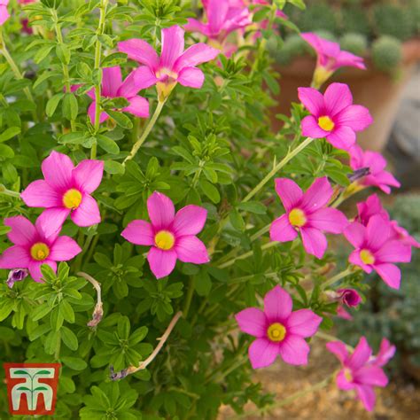 Oxalis 'Plum Crazy', Plum Crazy Wood Sorrel in GardenTags plant ...