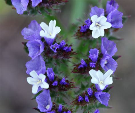 Limonium sinuatum. | Flora, Leguminaceae