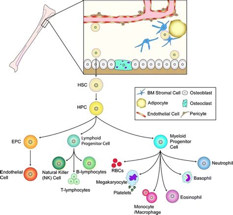 Adult Stem Cells Of The Bone Marrow The Bone Marrow Hosts At Least Two