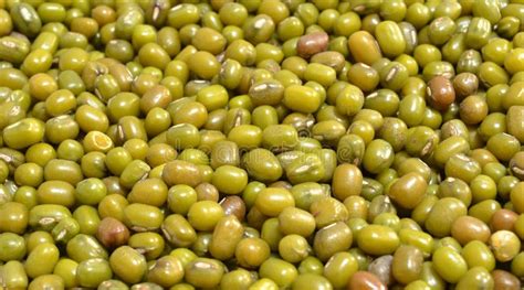 Cultivation Of Moong Mung Bean Green Pods Vigna Radiata And Mung Bean